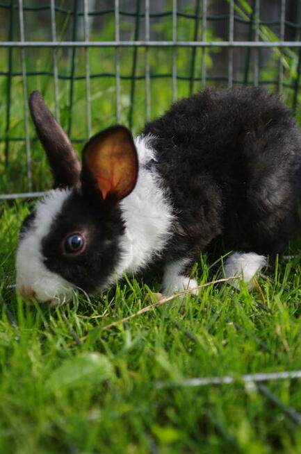 Warsztaty wielkanocne