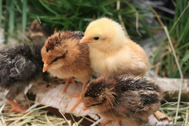 Warsztaty wielkanocne