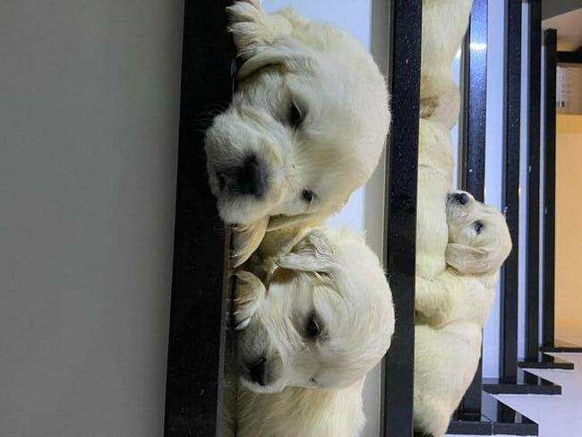 Szczeniaki Golden retriever odbiór początkiem września