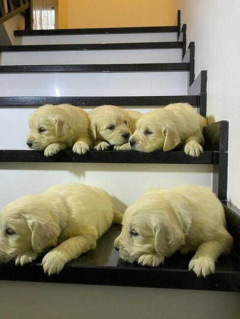 Szczeniaki Golden retriever odbiór początkiem września