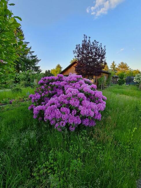 Działka ROD Warszawa Włochy