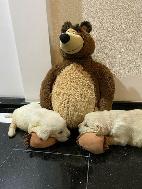Szczeniaki Golden retriever odbiór początkiem września