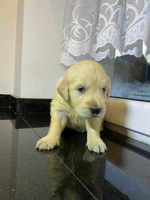 Szczeniaki Golden retriever odbiór początkiem września