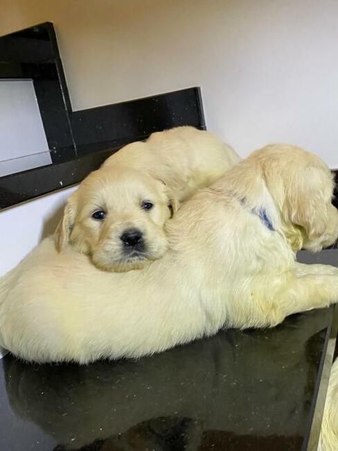 Szczeniaki Golden retriever odbiór początkiem września