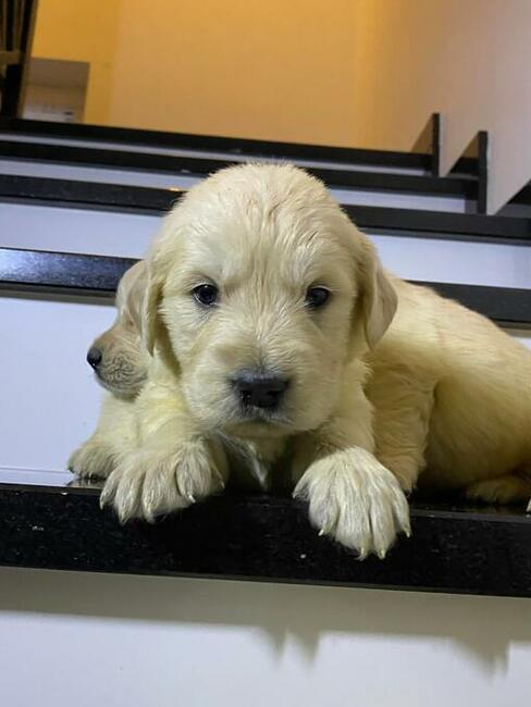 Szczeniaki Golden retriever odbiór początkiem września