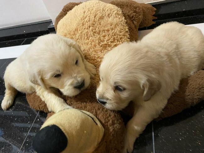 Szczeniaki Golden retriever odbiór początkiem września
