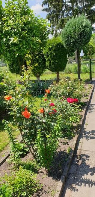 Działka ROD Warszawa Włochy