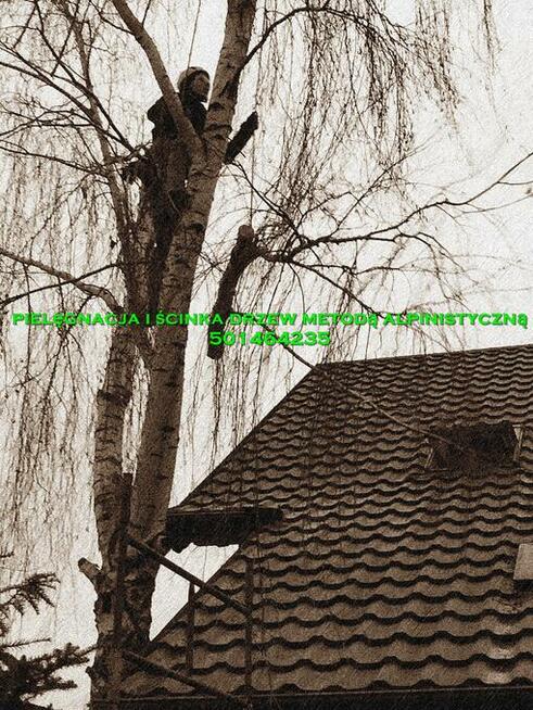Pielęgnacja drzew metodą alpinistyczną .