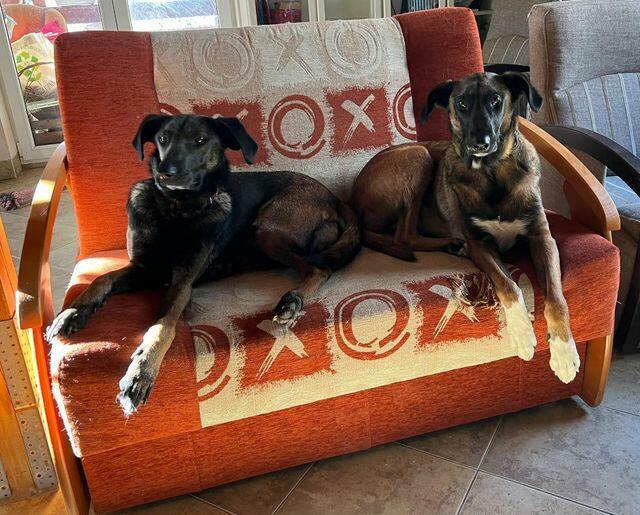 Młodziutkie Magia i Melba mix owczarki belgijskie