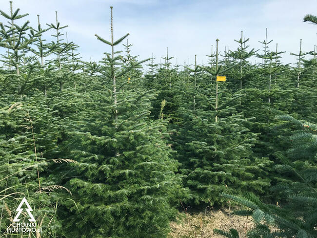 Jodła kaukaska Choinki Hurtowo 80-300 cm Wielkopolska