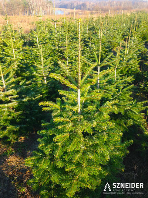 Jodła kaukaska Choinki Hurtowo 80-300 cm Wielkopolska