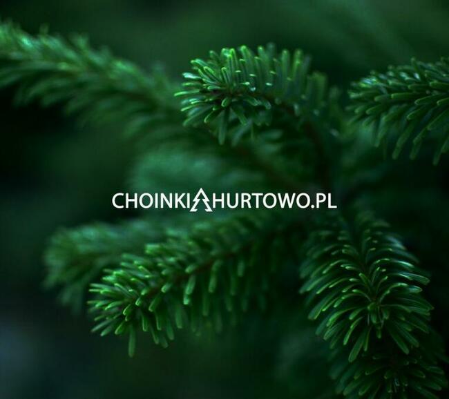 Jodła kaukaska Choinki Hurtowo 80-300 cm Wielkopolska