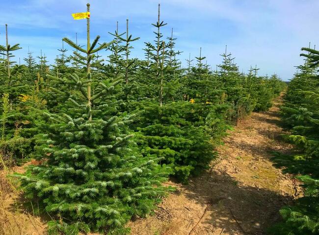 Jodła kaukaska Choinki Hurtowo 80-300 cm Wielkopolska