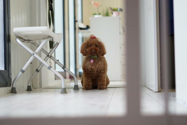 Strzyżenie psów Wieliczka. Salon Urody Psiej. Psi fryzjer