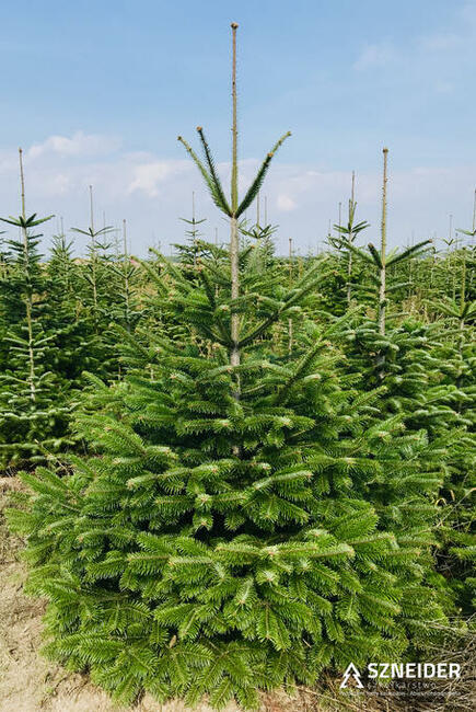 Jodła kaukaska Choinki Hurtowo 80-300 cm Wielkopolska