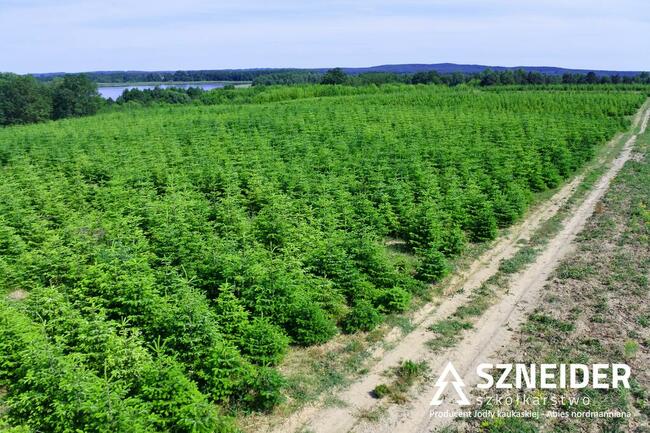 Jodła kaukaska Choinki Hurtowo 80-300 cm Wielkopolska