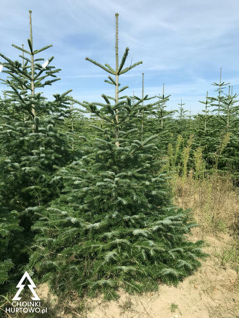 Jodła kaukaska Choinki Hurtowo 80-300 cm Wielkopolska