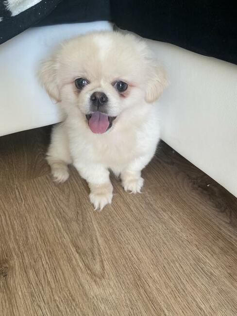 Pekińczyk z rodowodem