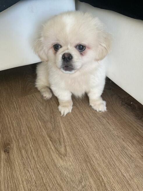 Pekińczyk z rodowodem