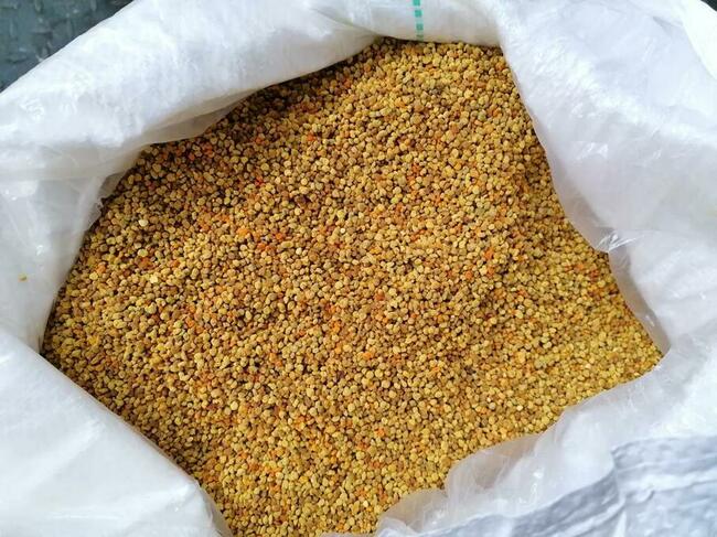 Bee pollen from Latvia