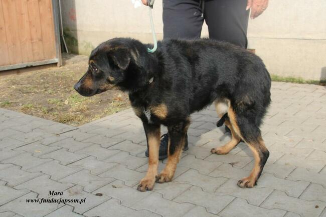 Mara - Sunia do pokochania