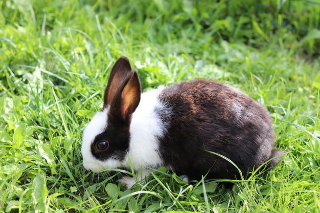 Komunie, chrzciny, urodziny