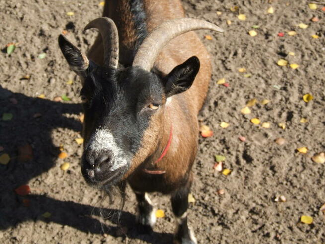 Komunie, chrzciny, urodziny