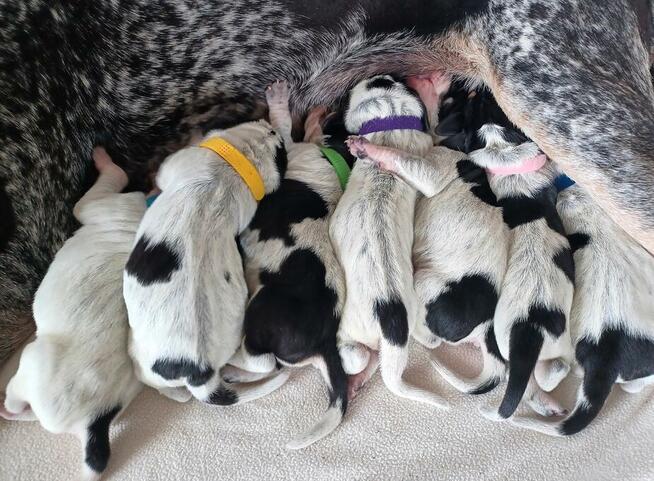 Mały gończy gaskoński