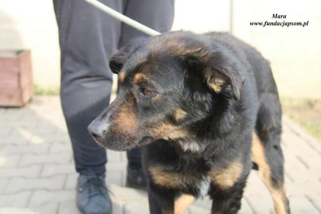 Mara - Sunia do pokochania