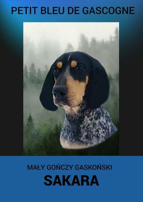 Mały gończy gaskoński