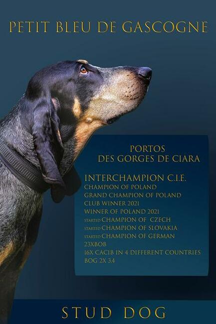 Mały gończy gaskoński