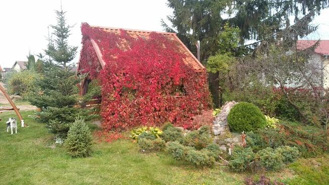 Domek letniskowy całoroczny Miłka