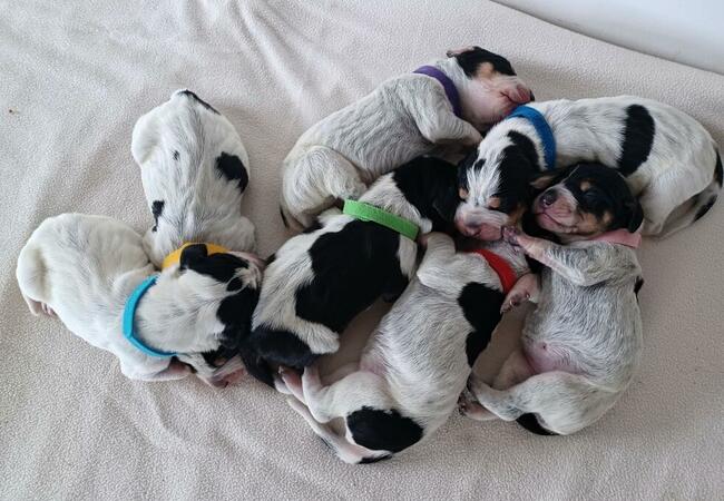 Mały gończy gaskoński