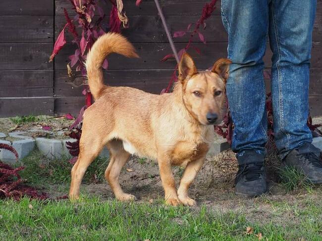 Cudowny wesoły psiak kochający ludzi marzy o dobrym domku