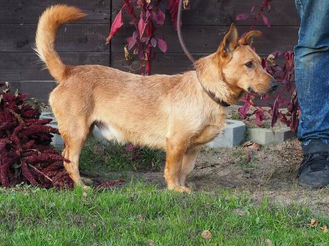 Cudowny wesoły psiak kochający ludzi marzy o dobrym domku