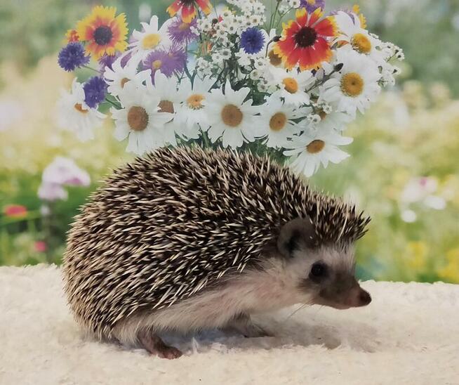 Jeż pigmejski Hodowla