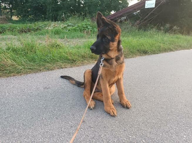 Szczenięta Owczarka Niemieckiego krótkowłosego