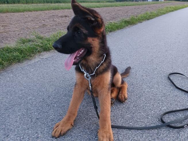 Szczenięta Owczarka Niemieckiego krótkowłosego