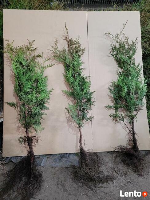 Sosna pospolita świerk srebrny serbski Jodła koreańska kauka