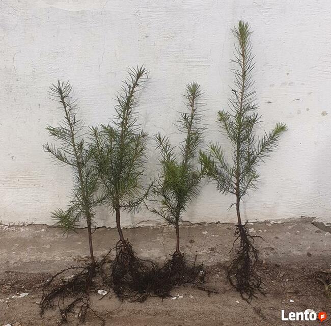 Sosna pospolita świerk srebrny serbski Jodła koreańska kauka