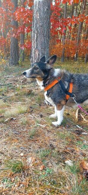 Poszukiwana - zaginiona sunia FLORA, łódzkie