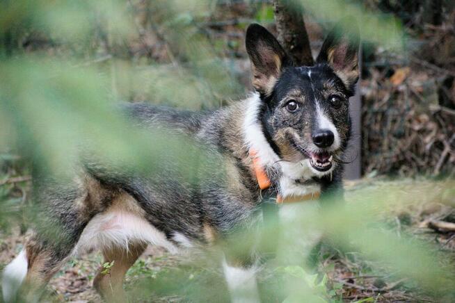 Poszukiwana - zaginiona sunia FLORA, łódzkie