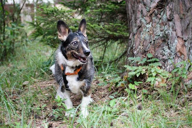 Poszukiwana - zaginiona sunia FLORA, łódzkie