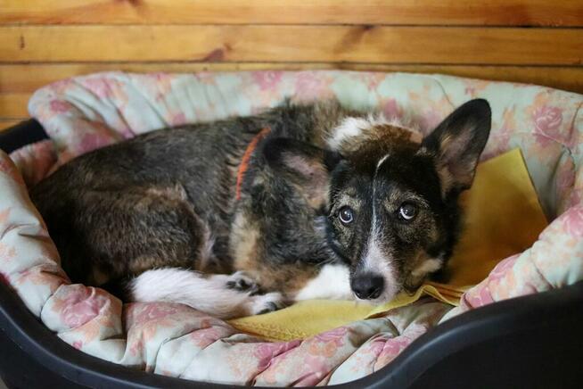 Poszukiwana - zaginiona sunia FLORA, łódzkie