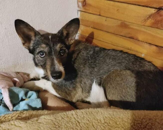 Poszukiwana - zaginiona sunia FLORA, łódzkie