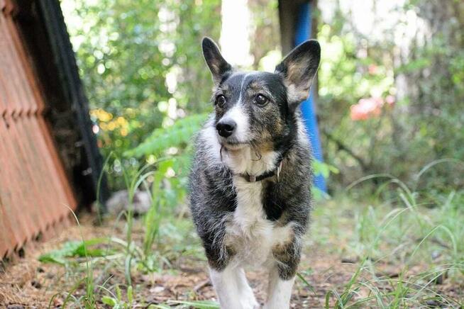 Poszukiwana - zaginiona sunia FLORA, łódzkie