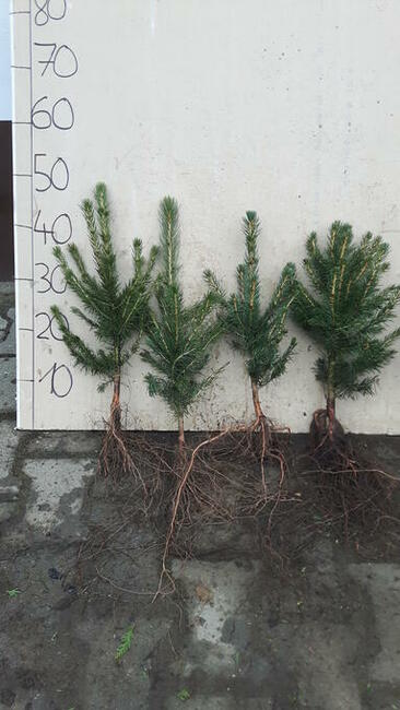 Świerk srebrny 25cm, pospolity, jodła kaukaska, tuja brabant