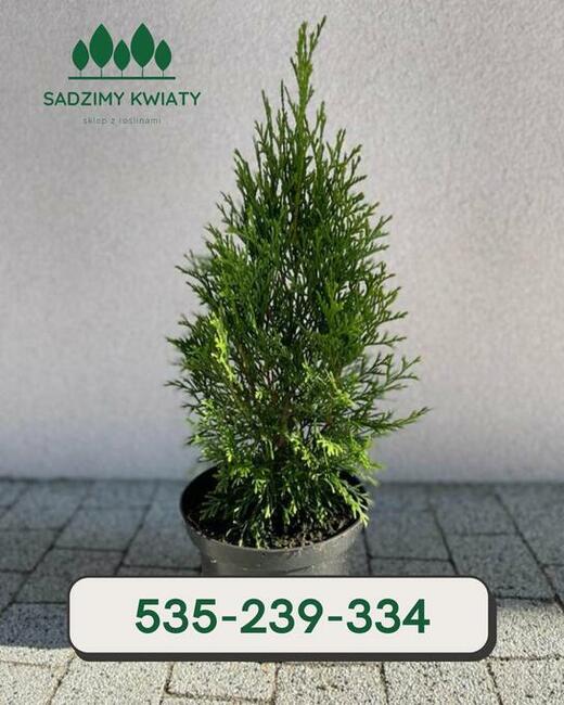 Sprzedam tuje szmaragd i brabant kopane w gruncie