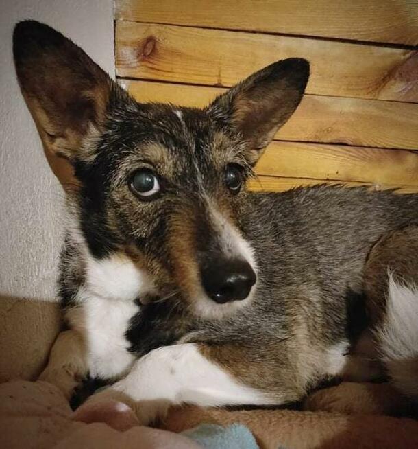 Poszukiwana - zaginiona sunia FLORA, łódzkie