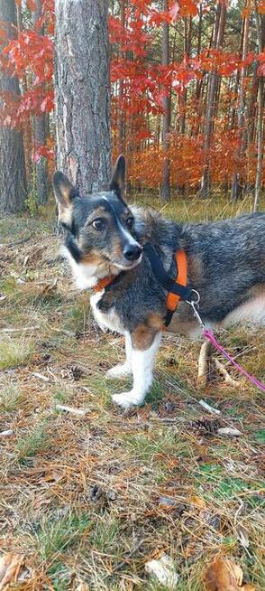 Poszukiwana - zaginiona sunia FLORA, łódzkie